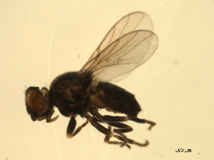  ( - 07PROBE-JW0729)  @12 [ ] CreativeCommons - Attribution (2010) CBG Photography Group Centre for Biodiversity Genomics