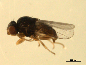  (Tricimba sp. TAW2 - 07PROBE-JW0731)  @13 [ ] CreativeCommons - Attribution (2010) CBG Photography Group Centre for Biodiversity Genomics