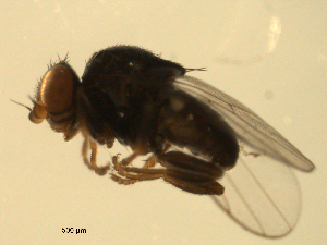  ( - 07PROBE-JW0736)  @13 [ ] CreativeCommons - Attribution (2010) CBG Photography Group Centre for Biodiversity Genomics