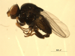  ( - 07PROBE-JW0739)  @13 [ ] CreativeCommons - Attribution (2010) CBG Photography Group Centre for Biodiversity Genomics