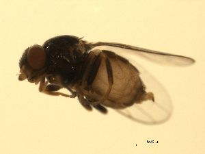  ( - 07PROBE-JW0749)  @13 [ ] CreativeCommons - Attribution (2010) CBG Photography Group Centre for Biodiversity Genomics