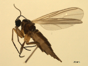  ( - 07PROBE-JW0754)  @12 [ ] CreativeCommons - Attribution (2010) CBG Photography Group Centre for Biodiversity Genomics