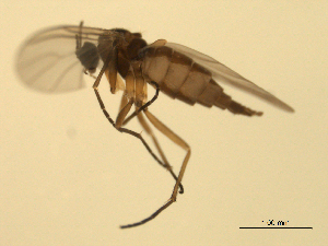  ( - 07PROBE-JW0757)  @12 [ ] CreativeCommons - Attribution (2010) CBG Photography Group Centre for Biodiversity Genomics