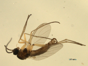 ( - 07PROBE-JW0775)  @12 [ ] CreativeCommons - Attribution (2010) CBG Photography Group Centre for Biodiversity Genomics