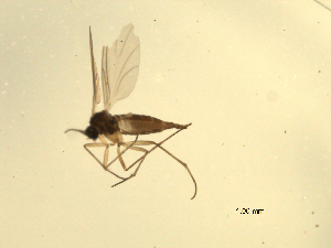  ( - 07PROBE-JW0777)  @12 [ ] CreativeCommons - Attribution (2010) CBG Photography Group Centre for Biodiversity Genomics