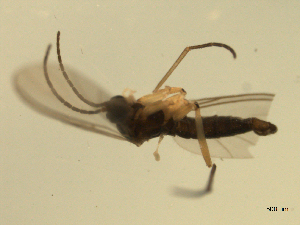  ( - 07PROBE-JW0779)  @12 [ ] CreativeCommons - Attribution (2010) CBG Photography Group Centre for Biodiversity Genomics