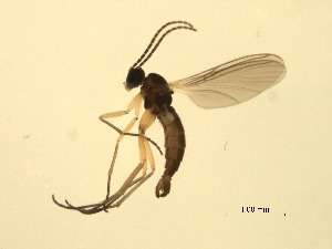  ( - 07PROBE-JW0780)  @12 [ ] CreativeCommons - Attribution (2010) CBG Photography Group Centre for Biodiversity Genomics