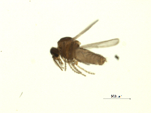  ( - 07PROBE-JW0880)  @12 [ ] CreativeCommons - Attribution (2010) CBG Photography Group Centre for Biodiversity Genomics