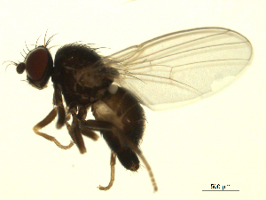 (Agromyza isolata or albitarsis - 07PROBE-JW0914)  @12 [ ] CreativeCommons - Attribution (2010) CBG Photography Group Centre for Biodiversity Genomics