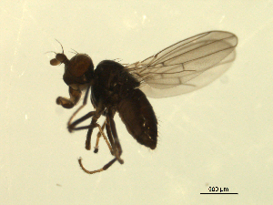  ( - 07PROBE-JW0919)  @12 [ ] CreativeCommons - Attribution (2010) CBG Photography Group Centre for Biodiversity Genomics