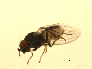  ( - 07PROBE-JW0932)  @13 [ ] CreativeCommons - Attribution (2010) CBG Photography Group Centre for Biodiversity Genomics
