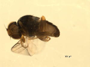  ( - 07PROBE-JW0939)  @12 [ ] CreativeCommons - Attribution (2010) CBG Photography Group Centre for Biodiversity Genomics