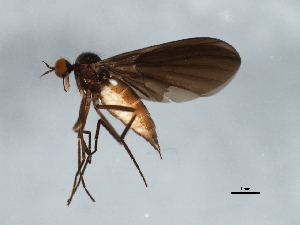  (Rhamphomyia nr. depilis grp. sp. BJS8 - 07PROBE-JW0109)  @13 [ ] CreativeCommons - Attribution (2010) CBG Photography Group Centre for Biodiversity Genomics