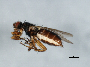  ( - 07PROBE-JW0602)  @12 [ ] CreativeCommons - Attribution (2010) CBG Photography Group Centre for Biodiversity Genomics