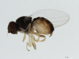  ( - 07PROBE-JW0693)  @12 [ ] CreativeCommons - Attribution (2010) CBG Photography Group Centre for Biodiversity Genomics