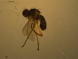  ( - 07PROBE-JW1074)  @12 [ ] CreativeCommons - Attribution (2010) CBG Photography Group Centre for Biodiversity Genomics