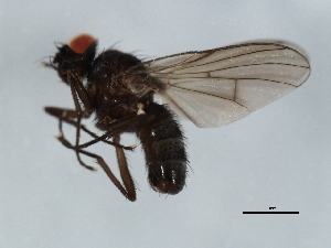  ( - 07PROBE-JW1091)  @12 [ ] CreativeCommons - Attribution (2010) CBG Photography Group Centre for Biodiversity Genomics