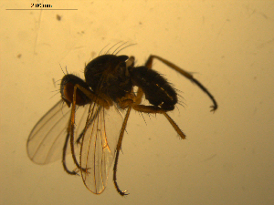  ( - 07PROBE-JW1092)  @12 [ ] CreativeCommons - Attribution (2010) CBG Photography Group Centre for Biodiversity Genomics