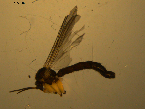  ( - 07PROBE-JW1126)  @12 [ ] CreativeCommons - Attribution (2010) CBG Photography Group Centre for Biodiversity Genomics