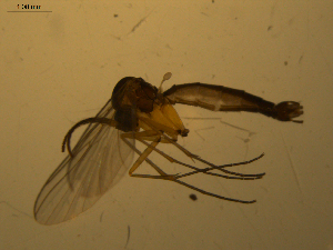  ( - 07PROBE-JW1129)  @12 [ ] CreativeCommons - Attribution (2010) CBG Photography Group Centre for Biodiversity Genomics