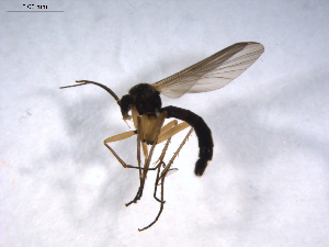  ( - 07PROBE-JW1131)  @13 [ ] CreativeCommons - Attribution (2010) CBG Photography Group Centre for Biodiversity Genomics