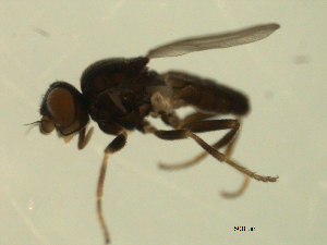  ( - 07PROBE-JW1142)  @12 [ ] CreativeCommons - Attribution (2010) CBG Photography Group Centre for Biodiversity Genomics