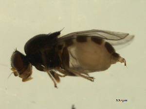  ( - 07PROBE-JW1144)  @13 [ ] CreativeCommons - Attribution (2010) CBG Photography Group Centre for Biodiversity Genomics