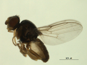  ( - 07PROBE-JW1147)  @12 [ ] CreativeCommons - Attribution (2010) CBG Photography Group Centre for Biodiversity Genomics