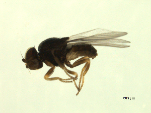  ( - 07PROBE-JW1151)  @12 [ ] CreativeCommons - Attribution (2010) CBG Photography Group Centre for Biodiversity Genomics