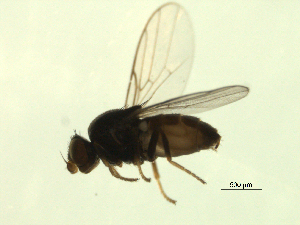  ( - 07PROBE-JW1160)  @13 [ ] CreativeCommons - Attribution (2010) CBG Photography Group Centre for Biodiversity Genomics