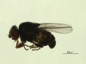  ( - 07PROBE-JW1161)  @13 [ ] CreativeCommons - Attribution (2010) CBG Photography Group Centre for Biodiversity Genomics