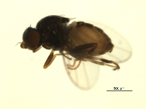  ( - 07PROBE-JW1163)  @13 [ ] CreativeCommons - Attribution (2010) CBG Photography Group Centre for Biodiversity Genomics