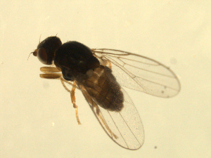 ( - 07PROBE-JW1170)  @12 [ ] CreativeCommons - Attribution (2010) CBG Photography Group Centre for Biodiversity Genomics
