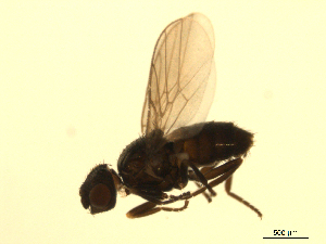  ( - 07PROBE-JW1174)  @12 [ ] CreativeCommons - Attribution (2010) CBG Photography Group Centre for Biodiversity Genomics
