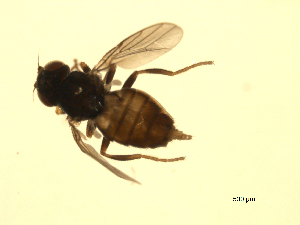  ( - 07PROBE-JW1176)  @12 [ ] CreativeCommons - Attribution (2010) CBG Photography Group Centre for Biodiversity Genomics