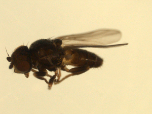  ( - 07PROBE-JW1178)  @12 [ ] CreativeCommons - Attribution (2010) CBG Photography Group Centre for Biodiversity Genomics