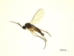  ( - 07PROBE-JW1255)  @12 [ ] CreativeCommons - Attribution (2010) CBG Photography Group Centre for Biodiversity Genomics