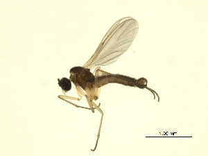  ( - 07PROBE-JW1267)  @12 [ ] CreativeCommons - Attribution (2010) CBG Photography Group Centre for Biodiversity Genomics