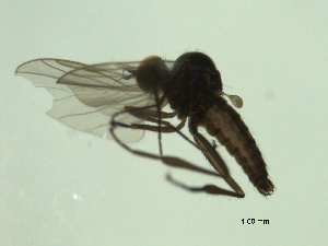  ( - 07PROBE-JW1276)  @13 [ ] CreativeCommons - Attribution (2010) CBG Photography Group Centre for Biodiversity Genomics