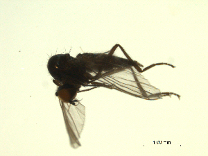  ( - 07PROBE-JW1297)  @13 [ ] CreativeCommons - Attribution (2010) CBG Photography Group Centre for Biodiversity Genomics