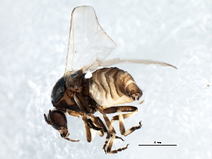  ( - 09PROBE-JW0651)  @13 [ ] CreativeCommons - Attribution (2010) CBG Photography Group Centre for Biodiversity Genomics