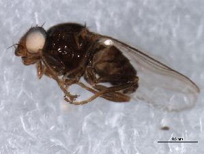  ( - 09PROBE-JW0308)  @13 [ ] CreativeCommons - Attribution (2010) CBG Photography Group Centre for Biodiversity Genomics