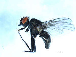  ( - 09PROBE-JW0004)  @13 [ ] CreativeCommons - Attribution (2010) CBG Photography Group Centre for Biodiversity Genomics