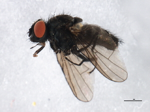  ( - 09PROBE-JW0018)  @13 [ ] CreativeCommons - Attribution (2010) CBG Photography Group Centre for Biodiversity Genomics