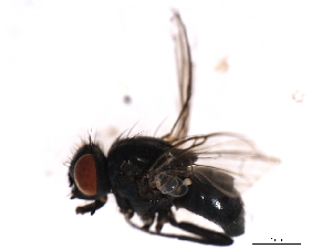  ( - 09PROBE-JW0416)  @12 [ ] CreativeCommons - Attribution (2010) CBG Photography Group Centre for Biodiversity Genomics