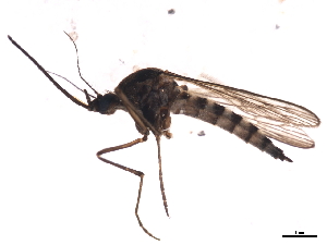  (Aedes hexodontus - 09PROBE-JW0445)  @14 [ ] CreativeCommons - Attribution (2010) CBG Photography Group Centre for Biodiversity Genomics