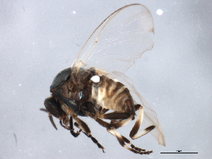  ( - 09PROBE-JW0556)  @13 [ ] CreativeCommons - Attribution (2010) CBG Photography Group Centre for Biodiversity Genomics