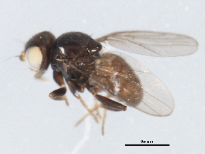  ( - 09PROBE-JW0669)  @12 [ ] CreativeCommons - Attribution (2010) CBG Photography Group Centre for Biodiversity Genomics