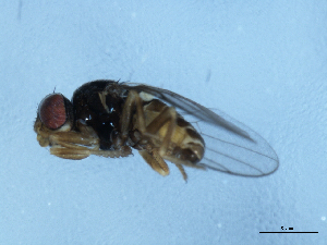  ( - 09PROBE-JW0671)  @12 [ ] CreativeCommons - Attribution (2010) CBG Photography Group Centre for Biodiversity Genomics