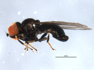  ( - 09PROBE-JW0726)  @13 [ ] CreativeCommons - Attribution (2010) CBG Photography Group Centre for Biodiversity Genomics